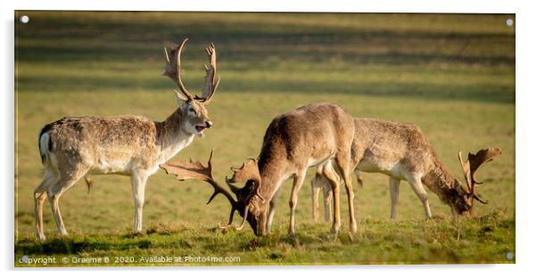 Three Deers Grazing Acrylic by Graeme B