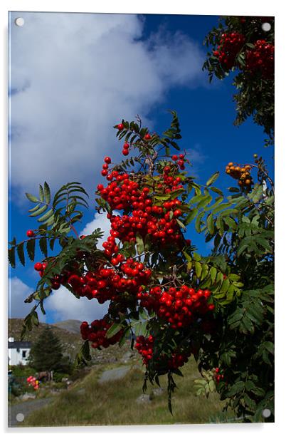Cherry red rowan berries Acrylic by Gordon Ross