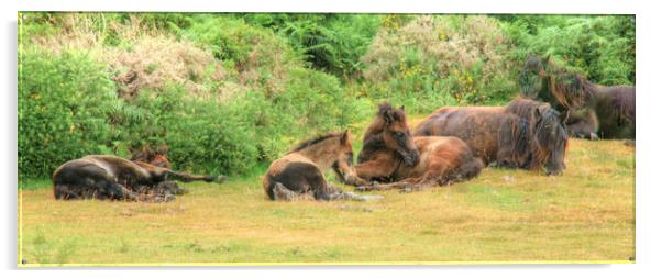 A group of Dartmoor Mares and Foals Resting Acrylic by Dave Bell
