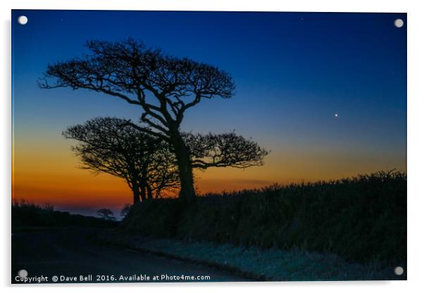 Oak Tree Sunrise Acrylic by Dave Bell