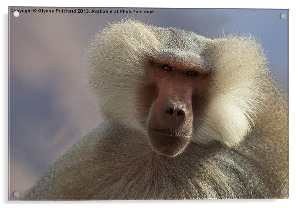 Male Baboon Acrylic by Glynne Pritchard