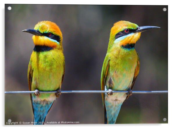 Colourful Rainbow Bee-Eaters Acrylic by Susan Moss