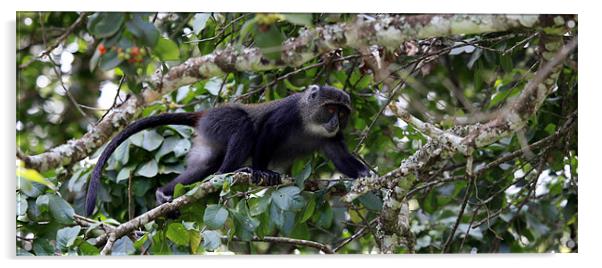 Blue Monkey of Tanzania Acrylic by Catherine Kiely