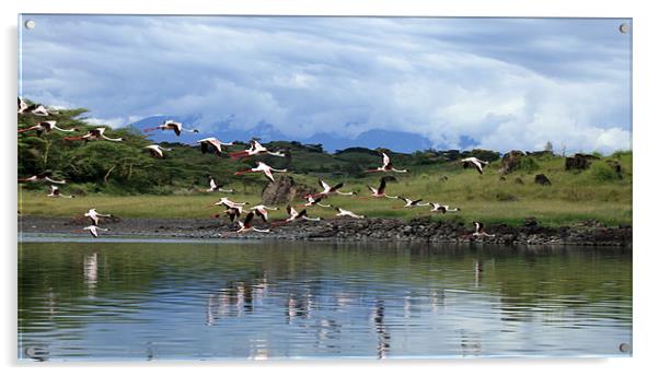 Flying Flamingoes - Tanzania, Africa Acrylic by Catherine Kiely