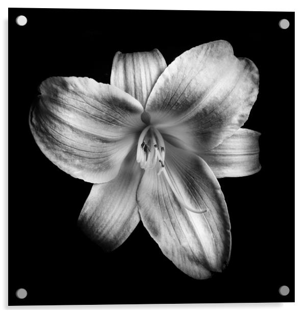 Daylily flower Acrylic by Martin Williams