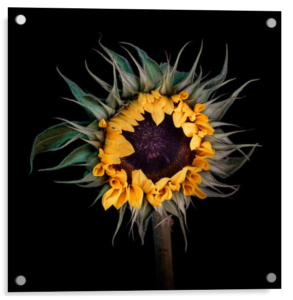 Dawn - Sun Flower Acrylic by Martin Williams