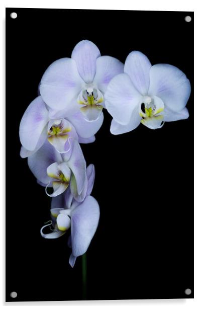 Orchid flowers against a black background Acrylic by Martin Williams