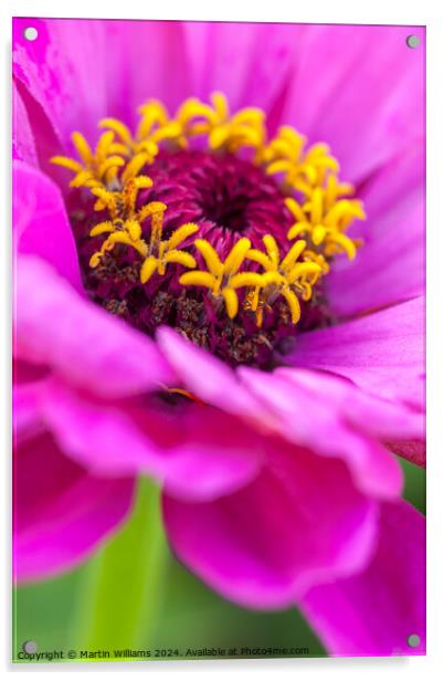 Plant flower Osteospermum Acrylic by Martin Williams