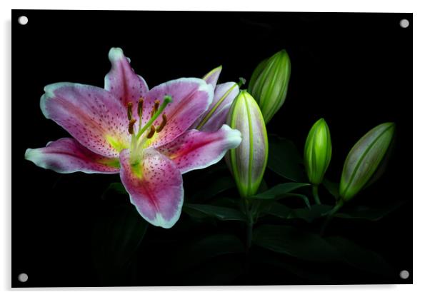 Flowering Lily Acrylic by Martin Williams