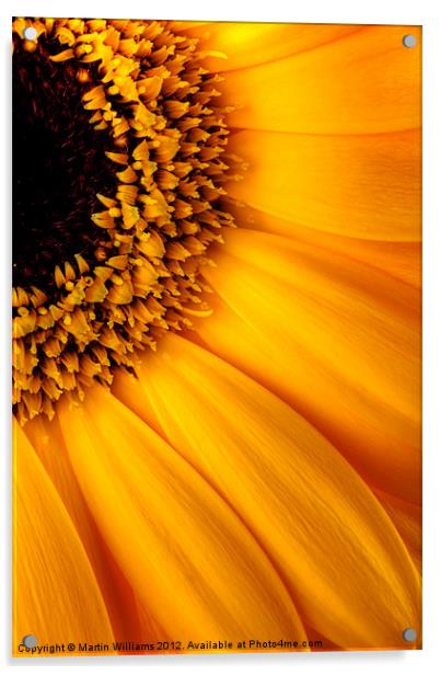 Sun Burst - Sunflower Acrylic by Martin Williams