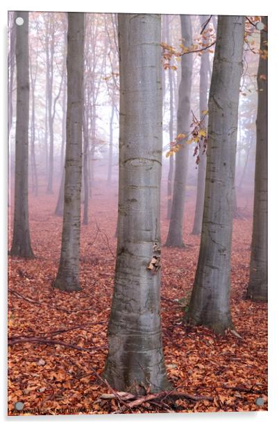 Misty Yorkshire autumn wood Acrylic by Martin Williams