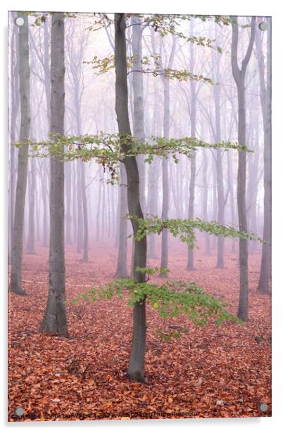 Misty wood tree Acrylic by Martin Williams
