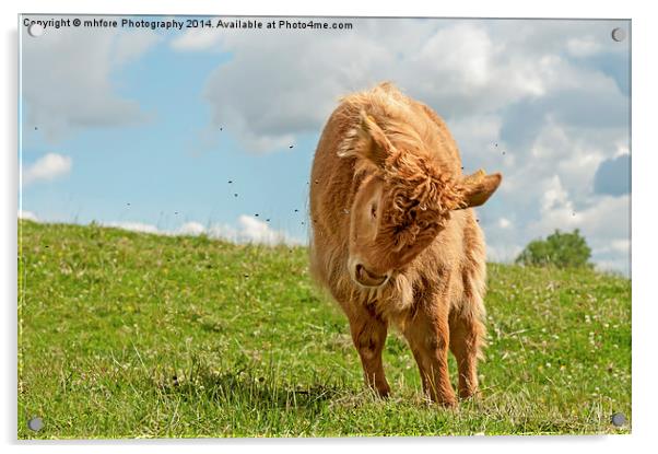  Highland Cow / Calf Acrylic by mhfore Photography