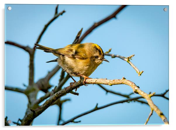  Goldcrest Female Acrylic by mhfore Photography