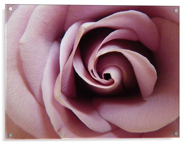 Anniversary Rose Acrylic by Cheryl Quine