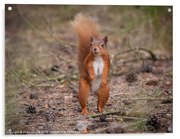 Woodland Squirrel Acrylic by Cheryl Quine