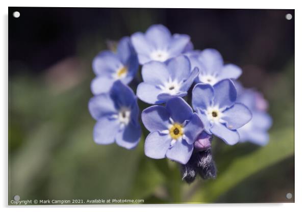 Forget-me-not Acrylic by Mark Campion