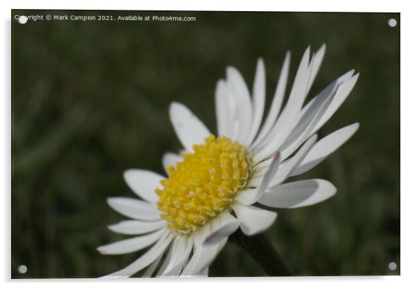 Daisy Flower Acrylic by Mark Campion