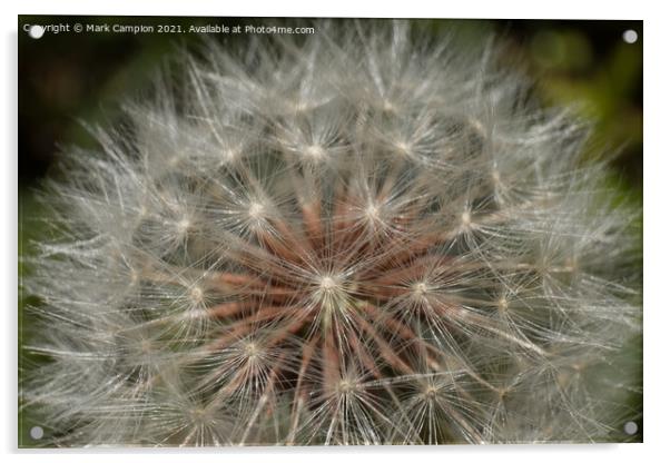 Dandelion clock  Acrylic by Mark Campion