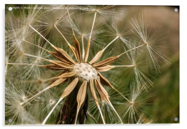 Dandelion Clock Close-up Acrylic by Mark Campion