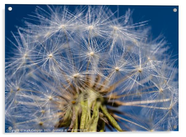 Dandelion Clock in the Sky Acrylic by Mark Campion