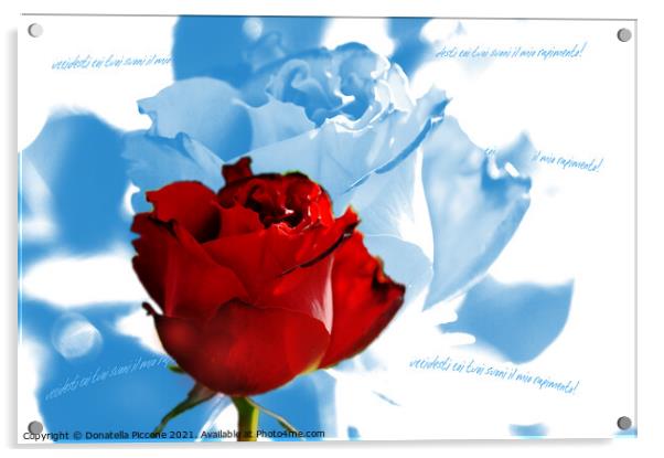 Red rose with blue petals, rosa rossa con petali blu Acrylic by Donatella Piccone