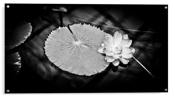Sunlit Water Lily Acrylic by Mark Llewellyn