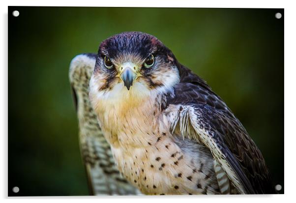 Peregrine Falcon Acrylic by Mark Llewellyn