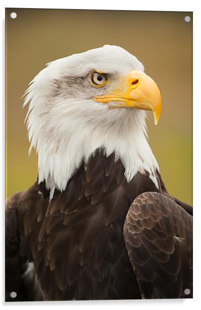 Bald Eagle Acrylic by Mark Llewellyn