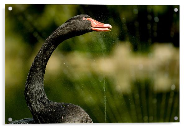 Black Swan Acrylic by Mark Llewellyn