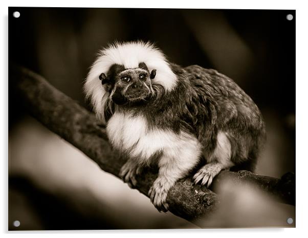 Cotton Top Tamarin Acrylic by Mark Llewellyn