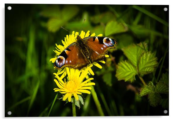 Peacock Butterfly Acrylic by Mark Llewellyn