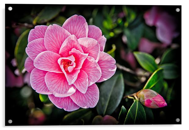 Pink Camellia Acrylic by Mark Llewellyn