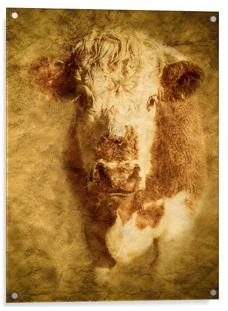 Textured Hereford Bullock Acrylic by Mark Llewellyn