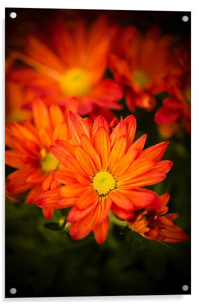 Orange Chrysanthemum Acrylic by Mark Llewellyn