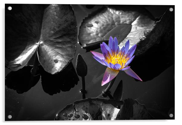 Water Lily Acrylic by Mark Llewellyn