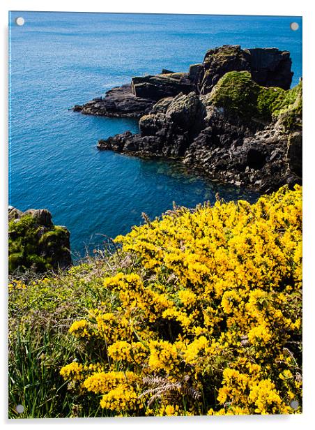 Gorse (Ulex), St Nons Bay, Pembrokeshire, Wales, U Acrylic by Mark Llewellyn