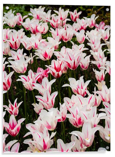 White Tulips (Tulipa) Acrylic by Mark Llewellyn