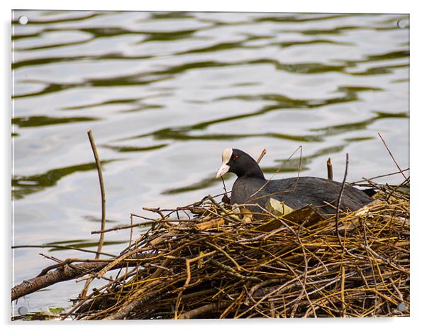 Coot on its Nest Acrylic by Mark Llewellyn