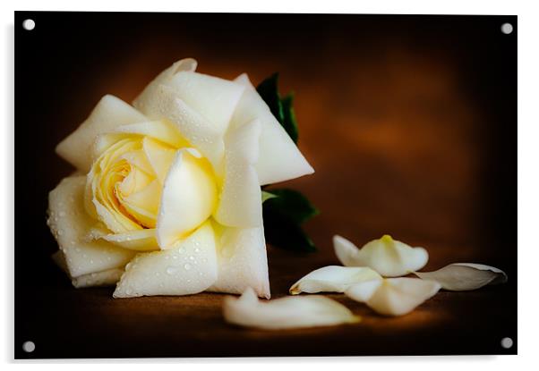 White Rose Acrylic by Mark Llewellyn