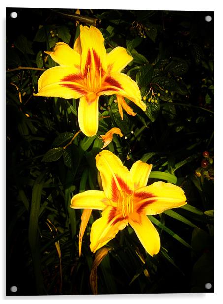 Yellow Lilies Acrylic by Mark Llewellyn