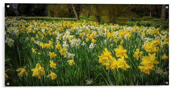 Yellow Daffodils Acrylic by Mark Llewellyn