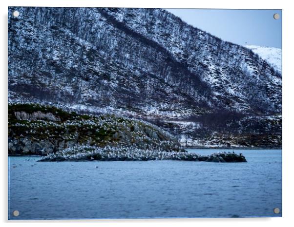 Seabird Island, Lofoten, Norway Acrylic by Mark Llewellyn