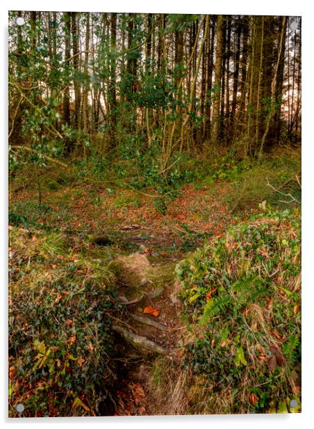 Badger Woods, Pembrokeshire, Wales, UK Acrylic by Mark Llewellyn