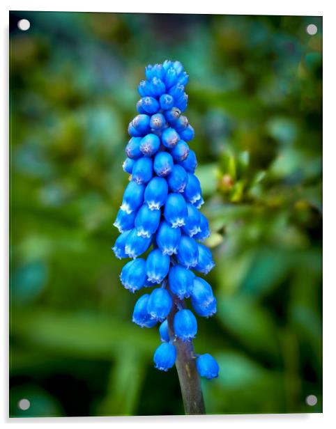 Grape Hyacinth Acrylic by Mark Llewellyn