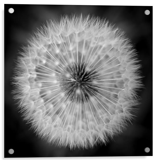 Dandelion Acrylic by Mark Llewellyn