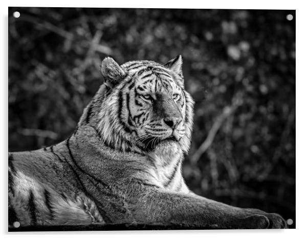 Amur Tiger Acrylic by Mark Llewellyn