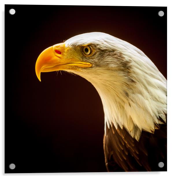 Bald Eagle Acrylic by Mark Llewellyn