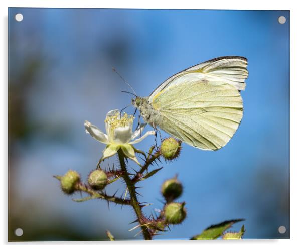 Small White Butterfly Acrylic by Mark Llewellyn