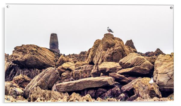 Seagull on the Rocks, Cornwall, England, UK Acrylic by Mark Llewellyn